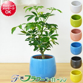 観葉植物 ミニ ホンコンカポック シェフレラ 陶器鉢付き ハイドロカルチャー 水耕栽培 小さい 棚 おしゃれ お祝い 室内 インテリア 送料無料 あす楽