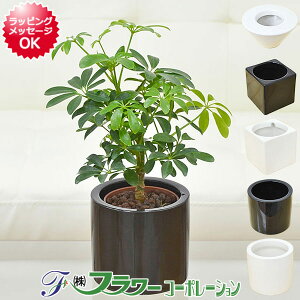 観葉植物 ホンコンの人気商品 通販 価格比較 価格 Com