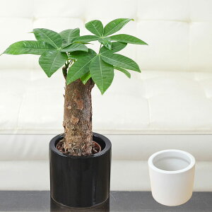 ϗtA ~j pL  JCGibc pd nChJ`[ k͔| 픫t  j  CeA  y