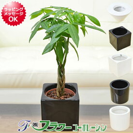 ミニ観葉植物 編み込みパキラ ハイドロカルチャースタイリッシュ陶器鉢付き 送料無料