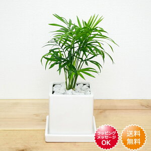 観葉植物 テーブルヤシの人気商品 通販 価格比較 価格 Com