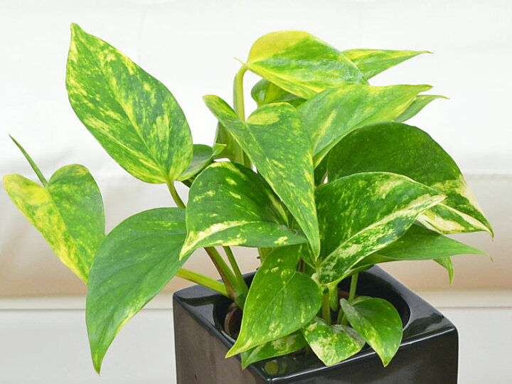 楽天市場 送料無料 ミニ観葉植物 ポトス ハイドロカルチャースタイリッシュ陶器鉢付き フラワーコーポレーション