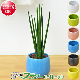 観葉植物 ミニ サンスベリア サンセベリア バキュラリス陶器鉢付き ハイドロカルチャー 水耕栽培 小さい 棚 おしゃれ お祝い 室内 インテリア 送料無料 あす楽