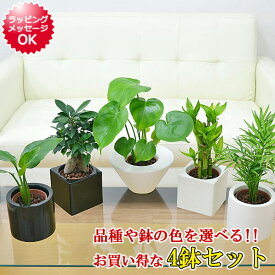 観葉植物ミニ ハイドロカルチャースタイリッシュ陶器鉢付き 4鉢セット ガジュマル パキラ ヤシ ドラセナ サンスベリア ミリオンバンブー インテリア 人気 お祝い ギフト プレゼント おしゃれ スタイリッシュ ミニ 水耕栽培 シンプルモダン シック ナチュラル 北欧 送料無料