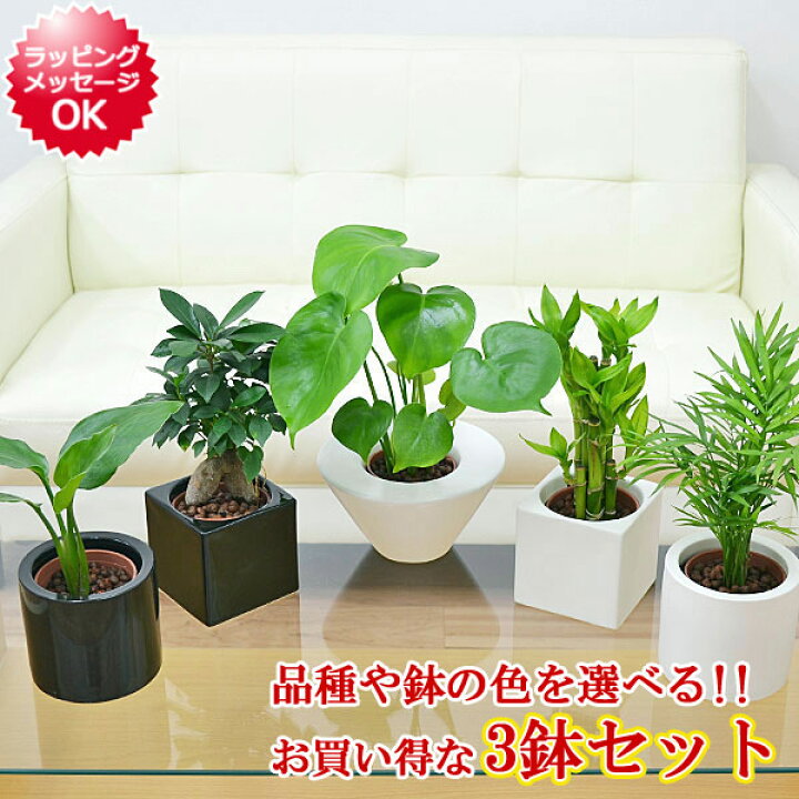 楽天市場 7 25までクーポン有 観葉植物ミニ ハイドロカルチャースタイリッシュ陶器鉢付き 3鉢セット インテリア 人気 お祝い ギフト プレゼント おしゃれ スタイリッシュ ミニ 水耕栽培 お試し シンプルモダン シック ナチュラル アジアン 北欧 モノトーン