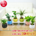 【送料無料】観葉植物ミニ ハイドロカルチャー陶器鉢付き 3鉢セット【インテリア/人気/お祝い/ギフト/プレゼント/おしゃれ/スタイリッシュ/ミニ/水耕栽培/お試...