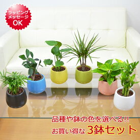 観葉植物 【当店全商品ポイント2倍!4/17 9:59まで】 ミニ ハイドロカルチャー陶器鉢付き 3鉢セット モンステラ ガジュマル パキラ ドラセナ ウンベラータ サンスベリア ヤシ ポトス シェフレラ ポリシャス インテリア 人気 お祝い ギフト おしゃれ 水耕栽培 あす楽