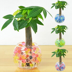楽天市場 ゼリー 観葉植物の通販
