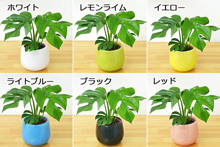 楽天市場 送料無料 ミニ観葉植物 ヒメモンステラ陶器鉢付き ハイドロカルチャー フラワーコーポレーション