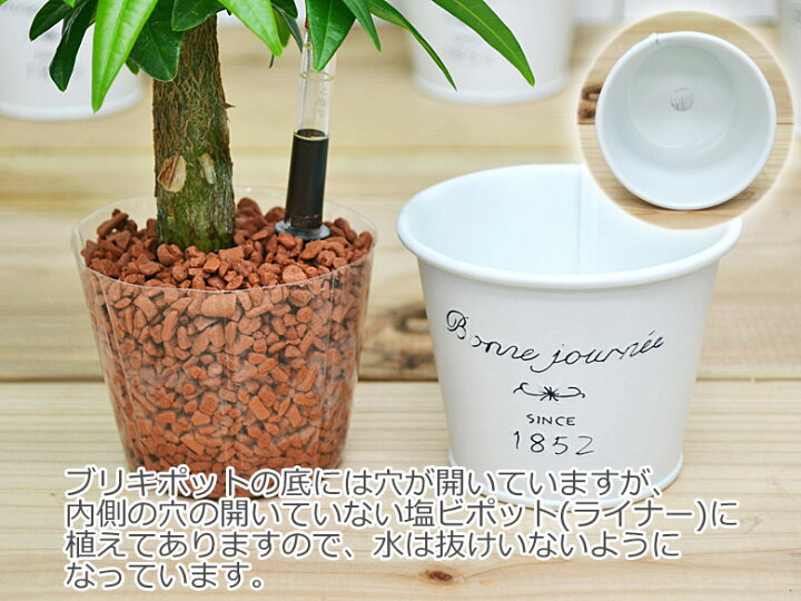 Sale 10 Off インナーポット Ns 4 12f 観葉植物 ハイドロカルチャー 水耕栽培 インテリアグリーン Rmladv Com Br