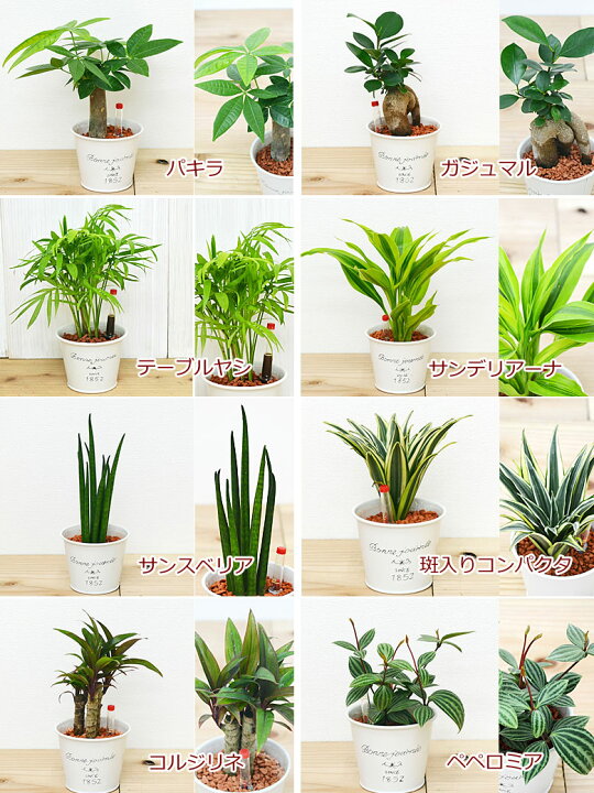 楽天市場 送料無料 ミニ観葉植物 ハイドロカルチャー 水耕栽培 ブリキポット 3鉢セット 水位計付き インテリア 室内 人気 お祝い ギフト プレゼント おしゃれ スタイリッシュ ミニ 水耕栽培 お試し 北欧 ブルックリン インダストリアル ナチュラル 和モダン