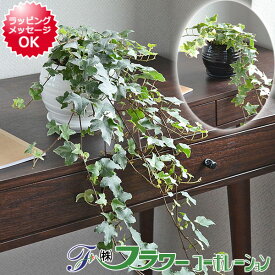 観葉植物 アイビー(ヘデラ)ロング ボール形陶器鉢植え【インテリア 人気 お祝い ギフト プレゼント 開店祝い 新築 誕生日 結婚 引っ越し おしゃれ スタイリッシュ 北欧 シック ブルックリン インダストリアル 本物 室内 あす楽 送料無料】