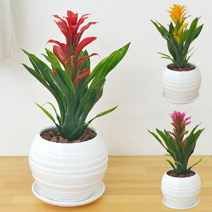 観葉植物 グズマニアの人気商品 通販 価格比較 価格 Com