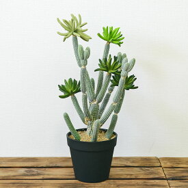 楽天市場 多肉 植物 ゴーラム 花 ガーデン Diy の通販
