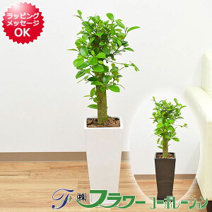 観葉植物 ガジュマル 多幸の木 朴タイプ 一本立ち ロングスクエア陶器鉢植え 7号 インテリア 人気 お祝い ギフト プレゼント 開店祝い 新築祝い 誕生日祝い 結婚祝い おしゃれ スタイリッシ