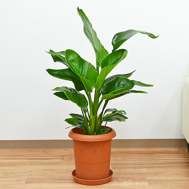 観葉植物 ストレリチア オーガスタ スクエア陶器鉢植え 8号サイズ