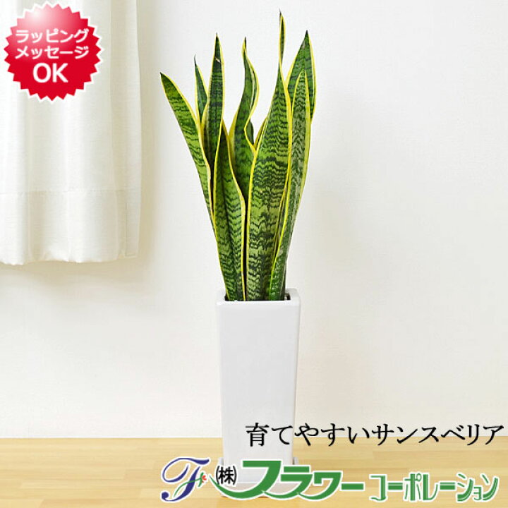 楽天市場 観葉植物 サンスベリア 陶器鉢植え インテリア 人気 お祝い ギフト プレゼント 開店祝い 新築祝い 誕生日祝い 結婚祝い 引っ越し祝い おしゃれ スタイリッシュ 北欧 シンプルモダン シック ブルックリン ナチュラル 和モダン 送料無料 フラワーコーポレーション