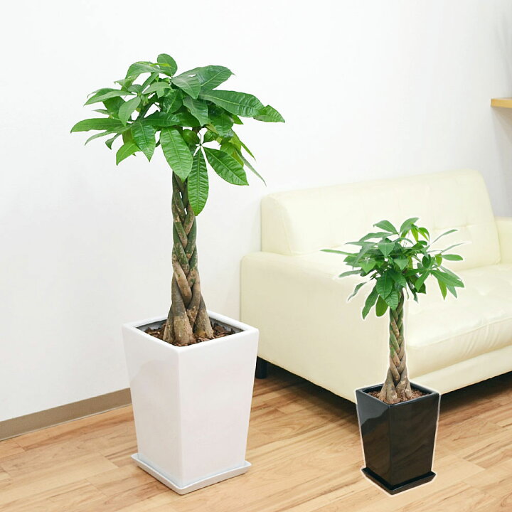 楽天市場 送料無料 観葉植物 編み込みパキラ スクエア陶器鉢植え 8号サイズ インテリア 人気 お祝い ギフト プレゼント 開店祝い 新築祝い 誕生日祝い 結婚祝い おしゃれ スタイリッシュ 大型 中型 フラワーコーポレーション