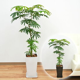 楽天市場 エバーフレッシュ 高さ 植物 71 130cm 花 観葉植物 花 ガーデン Diy の通販