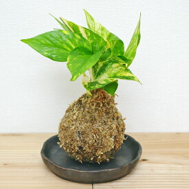 【送料無料】観葉植物苔玉 コケ玉 ポトス(オウゴンカズラ) 陶器皿付き【インテリア/人気/お祝い/ギフト/プレゼント/開店祝い/新築祝い/誕生日祝い/結婚祝い/引っ越し祝い/おしゃれ/スタイリッシュ/北欧/シンプルモダン/シック/ナチュラル/和モダン/アジアン】