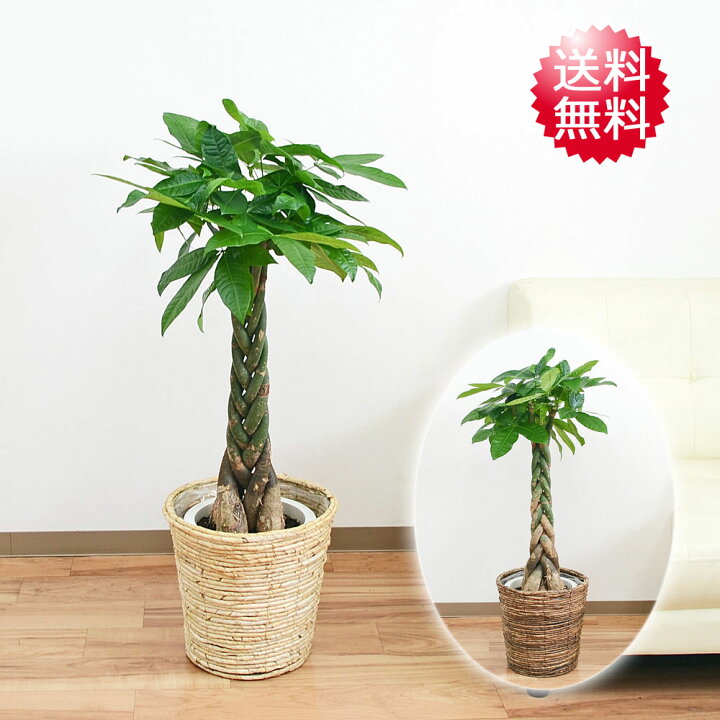 楽天市場】観葉植物 パキラ 8号 鉢カバー付き インテリア 室内 人気 