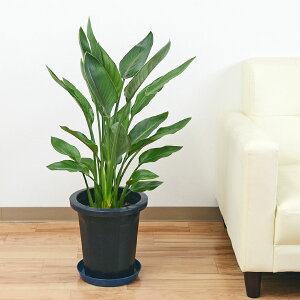ストレリチア 観葉植物の人気商品 通販 価格比較 価格 Com