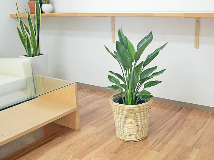 人工観葉植物 ストレリチア・レギネ 1.5m