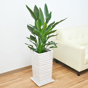 ϗtA Xg`A Ml EF[uXNGA|[픫A 8TCY o[hIup_CX Ɋy CeA lC j Mtg v[g JXj Vzj aj 