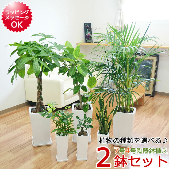 楽天市場】観葉植物 7号4号 2鉢セット アレカヤシ モンステラ パキラ 