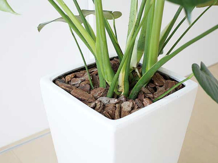 楽天市場】観葉植物 モンステラ 大型 8号サイズ ロングスクエア陶器 