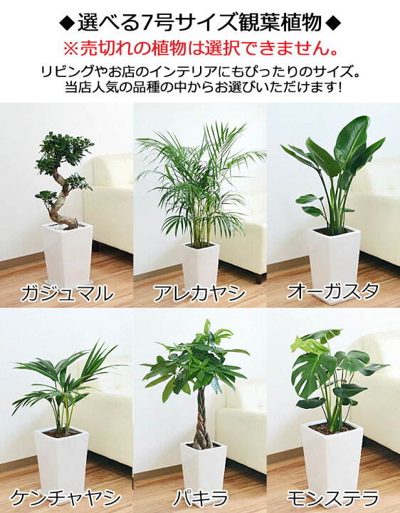 楽天市場】観葉植物 7号4号 2鉢セット アレカヤシ モンステラ パキラ 