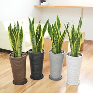観葉植物 サンスベリア サンセベリア ローレンティ デザイン鉢 大型 おしゃれ お祝い 多肉植物 送料無料 …