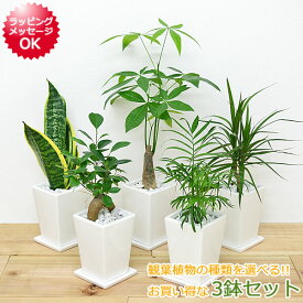 観葉植物 3号スクエア陶器鉢植え 3鉢セット【インテリア/室内/人気/お祝い/ギフト/プレゼント/おしゃれ/スタイリッシュ/ミニ/お試し/送料無料】