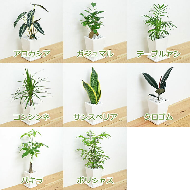 楽天市場 送料無料 観葉植物 3号スクエア陶器鉢植え 3鉢セット インテリア 室内 人気 お祝い ギフト プレゼント おしゃれ スタイリッシュ ミニ お試し フラワーコーポレーション 楽天市場 送料無料 観葉植物 3号スクエア陶器鉢植え 3鉢セット インテリア 室内 人気 お祝い ギフト プレゼント おしゃれ スタイリッシュ ミニ お試し フラワーコーポレーション