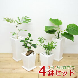 【送料無料】観葉植物 3号 4号 スクエア陶器鉢植え 4鉢セット【インテリア/室内/人気/お祝い/ギフト/プレゼント/おしゃれ/スタイリッシュ/ミニ/お試し】