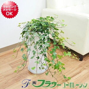 アイビー 鉢植えの人気商品 通販 価格比較 価格 Com