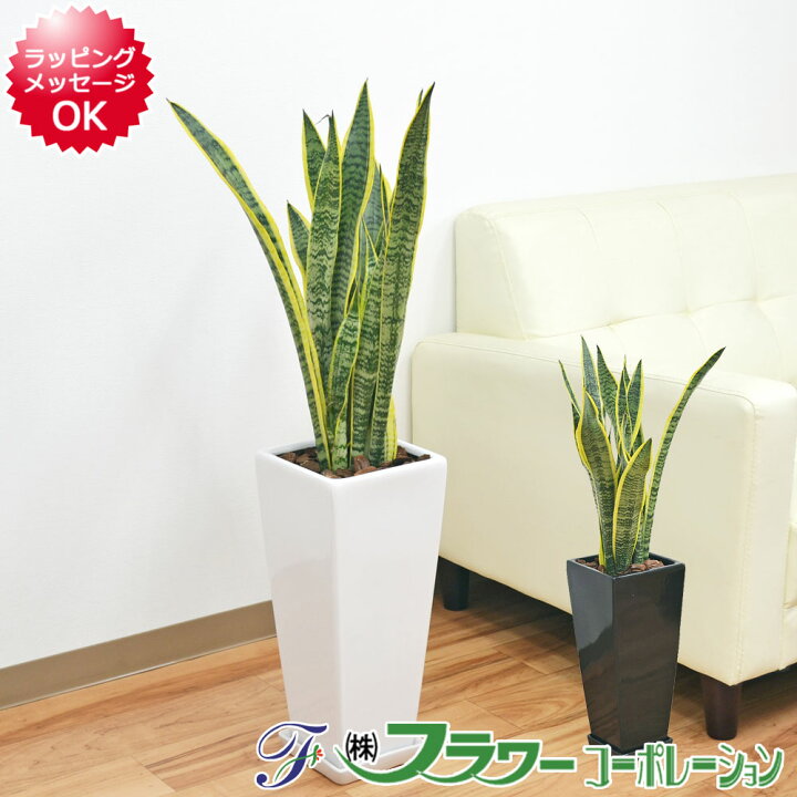 楽天市場 観葉植物 サンスベリア サンセベリア ローレンティ 7号陶器鉢植え 75cm ロングスクエア 大型 おしゃれ お祝い 送料無料 お買い得 フラワーコーポレーション