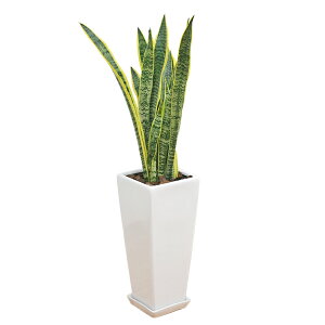 ϗtA TXxA TZxA [eB 7픫A 75cm OXNGA ^  j  y 