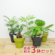 楽天市場】ウンベラータ 3号の通販