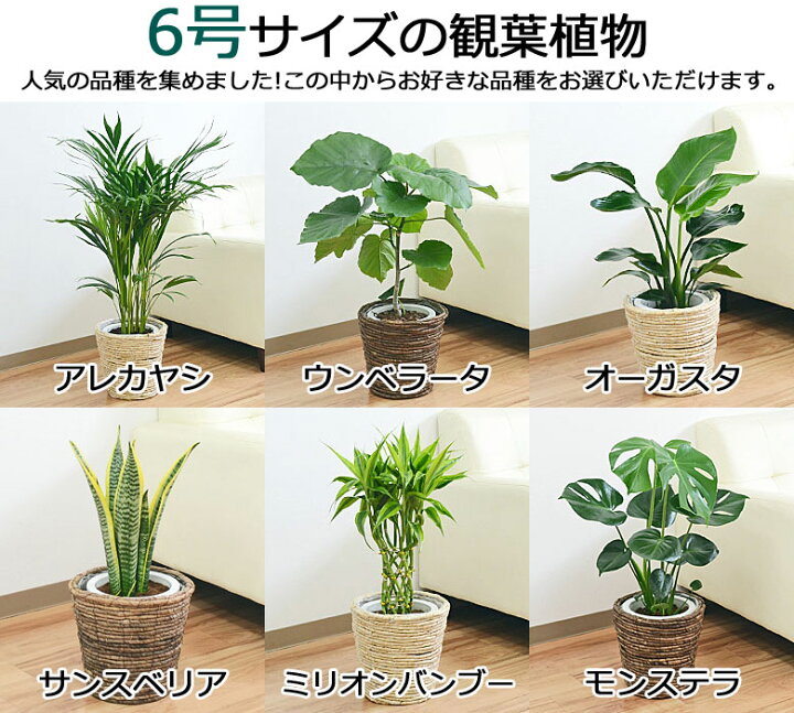 楽天市場 送料無料 選べる観葉植物2鉢セット 6号3号 鉢カバー付き 6号のみ インテリア 室内 人気 お祝い ギフト プレゼント 開店祝い 新築祝い 誕生日祝い 結婚祝い おしゃれ スタイリッシュ 癒し 中型 小型 セット フラワーコーポレーション
