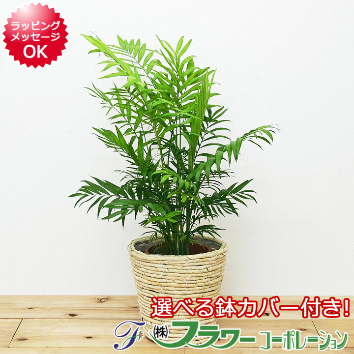 楽天市場 観葉植物 テーブルヤシ チャメドレア 6号鉢カバー付き ホワイト ブラウン おしゃれ お祝い 送料無料 フラワーコーポレーション
