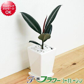 楽天市場 フィカス バーガンディ 花 ガーデン Diy の通販