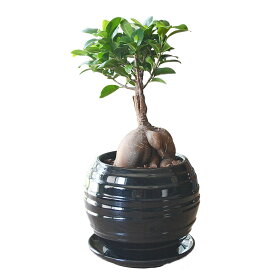 観葉植物 ガジュマル 多幸の木 おしゃれ お祝い ボール形陶器鉢 あす楽 インテリア 室内 送料無料