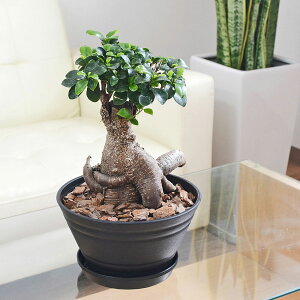 ϗtA KW} K̖ Z[g 蔫 ubN y  j 