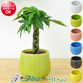 ミニ観葉植物 【当店全商品ポイント2倍!4/27 9:59まで】 編み込みパキラ陶器鉢付き(ハイドロカルチャー) 送料無料