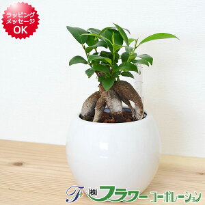 ガジュマル ハイドロカルチャーの人気商品 通販 価格比較 価格 Com
