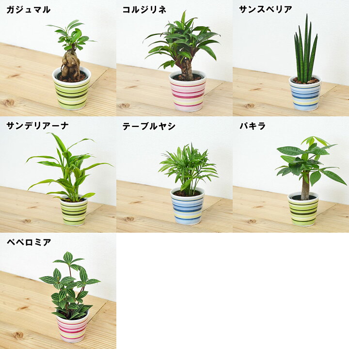 観葉植物 ミニ ハイドロカルチャー 水耕栽培 3鉢セット 水位がわかる鉢付き あす楽 モンステラ ガジュマル パキラ サンスベリア おしゃれ お祝い ビビット カラフル 送料無料 フラワーコーポレーション フラワーコーポレーション観葉植物 パキラ 編み込み 8号 おしゃれ