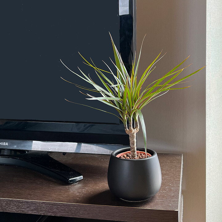 初回限定 観葉植物 ミニ ハイドロカルチャー 水耕栽培 3鉢セット 水位がわかる鉢付き モンステラ ガジュマル パキラ おしゃれ お祝い ビビット カラフル Rmladv Com Br