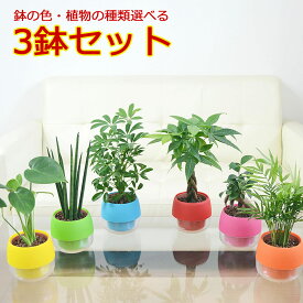 観葉植物 ミニ ハイドロカルチャー 水耕栽培 3鉢セット 水位がわかる鉢付き モンステラ ガジュマル パキラ ドラセナ ウンベラータ サンスベリア ヤシ ポトス シェフレラ ポリシャス おしゃれ お祝い ビビット カラフル 送料無料