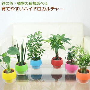 観葉植物 パキラ 栽培の人気商品 通販 価格比較 価格 Com